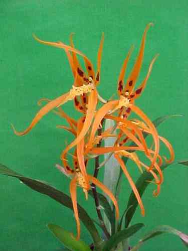 Brassada (Ada aurantiaca x Brassia Spiders Gold)